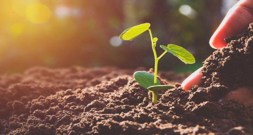 Perkembangbiakan vegetatif alami